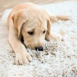 Cute,Puppy,On,Dirty,Rug,At,Home