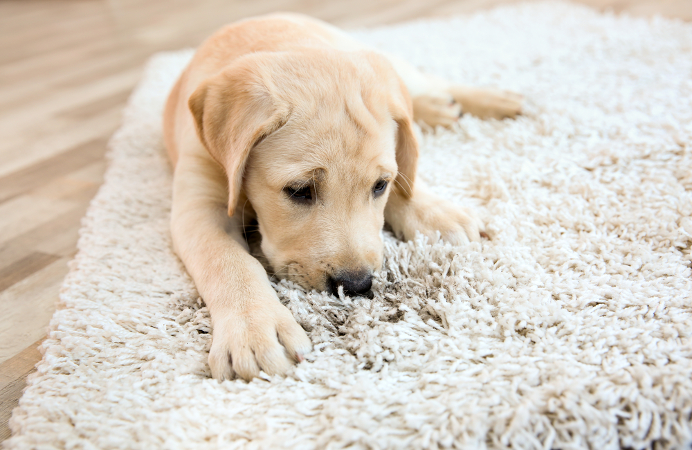 Cute,Puppy,On,Dirty,Rug,At,Home